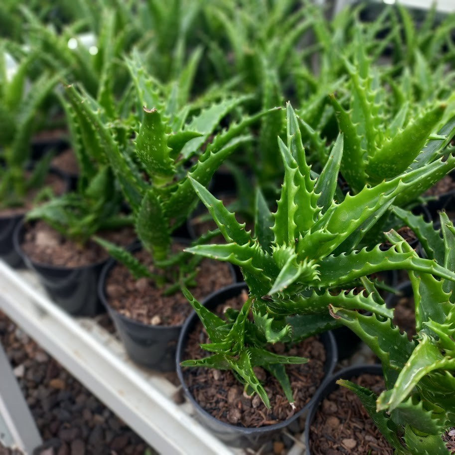 Aloe Squarossa