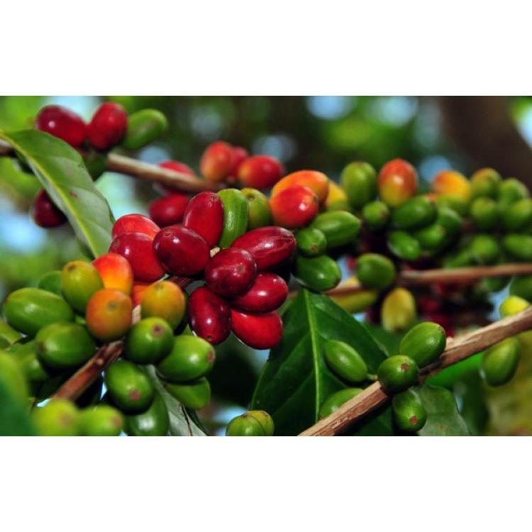 Coffea Arabica Plant – High-Quality Coffee Plant for Your Garden