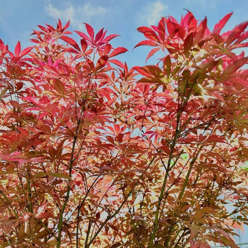 Red Maple Leaf (Acer Rubrum)
