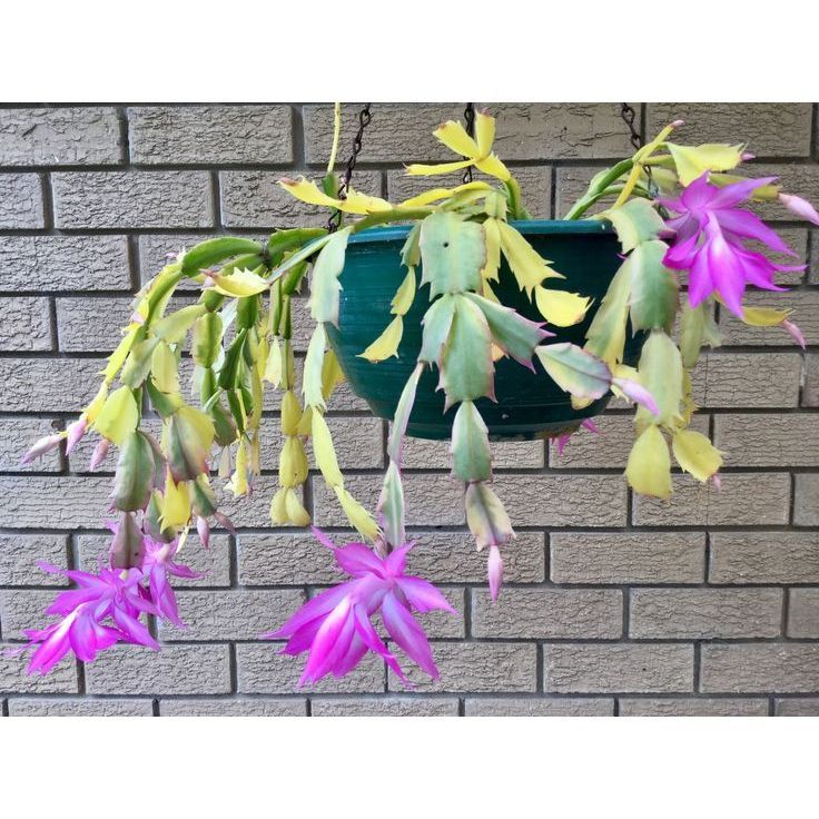 Variegated Christmas Cactus - Schlumbergera Variegata - Rare Indoor Plant