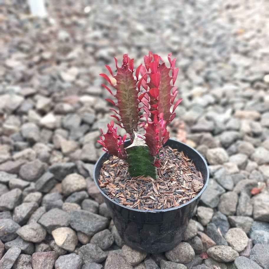 Red Euphorbia Trigona
