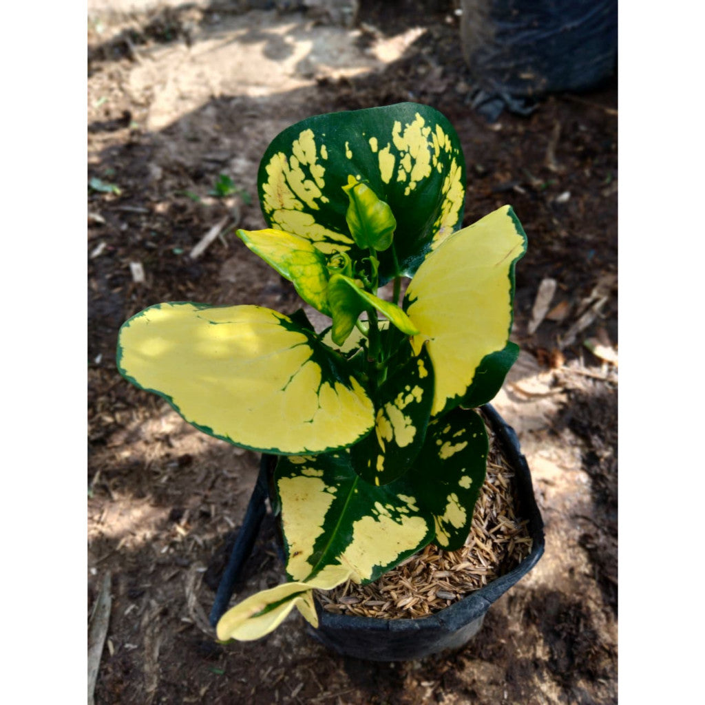 Codiaeum variegatum – Vibrant Yellow Apple Croton | Colorful Foliage Plant for Home & Garden Decor