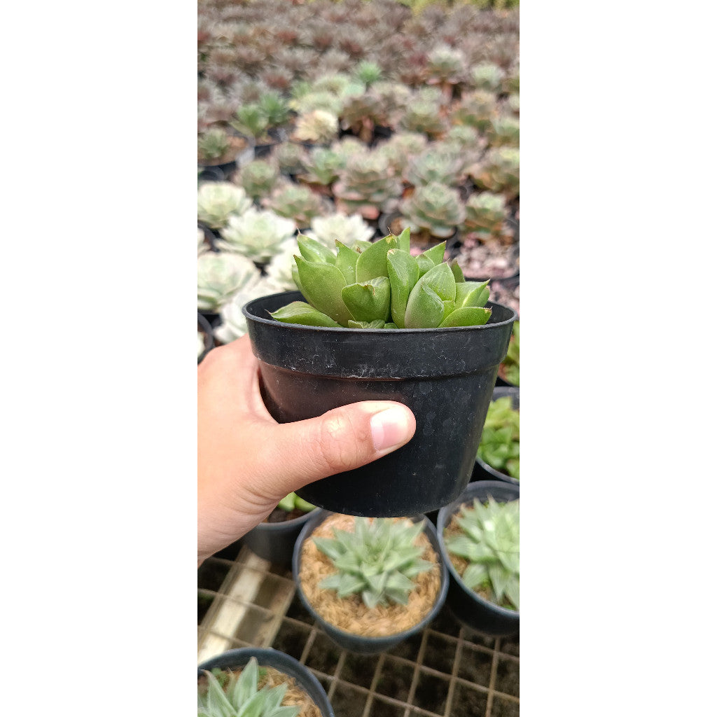 Haworthia Retusa – Charming Succulent for Your Home