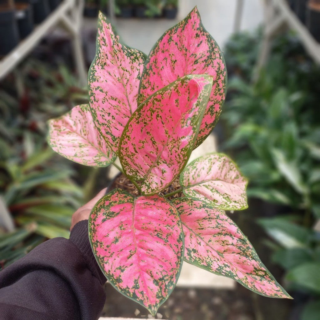Aglaonema Ruby Super Pink