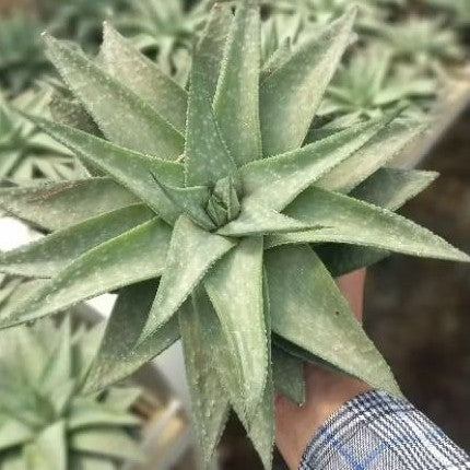 Gastrolea Hybrid The Ultimate Creation (bare root)