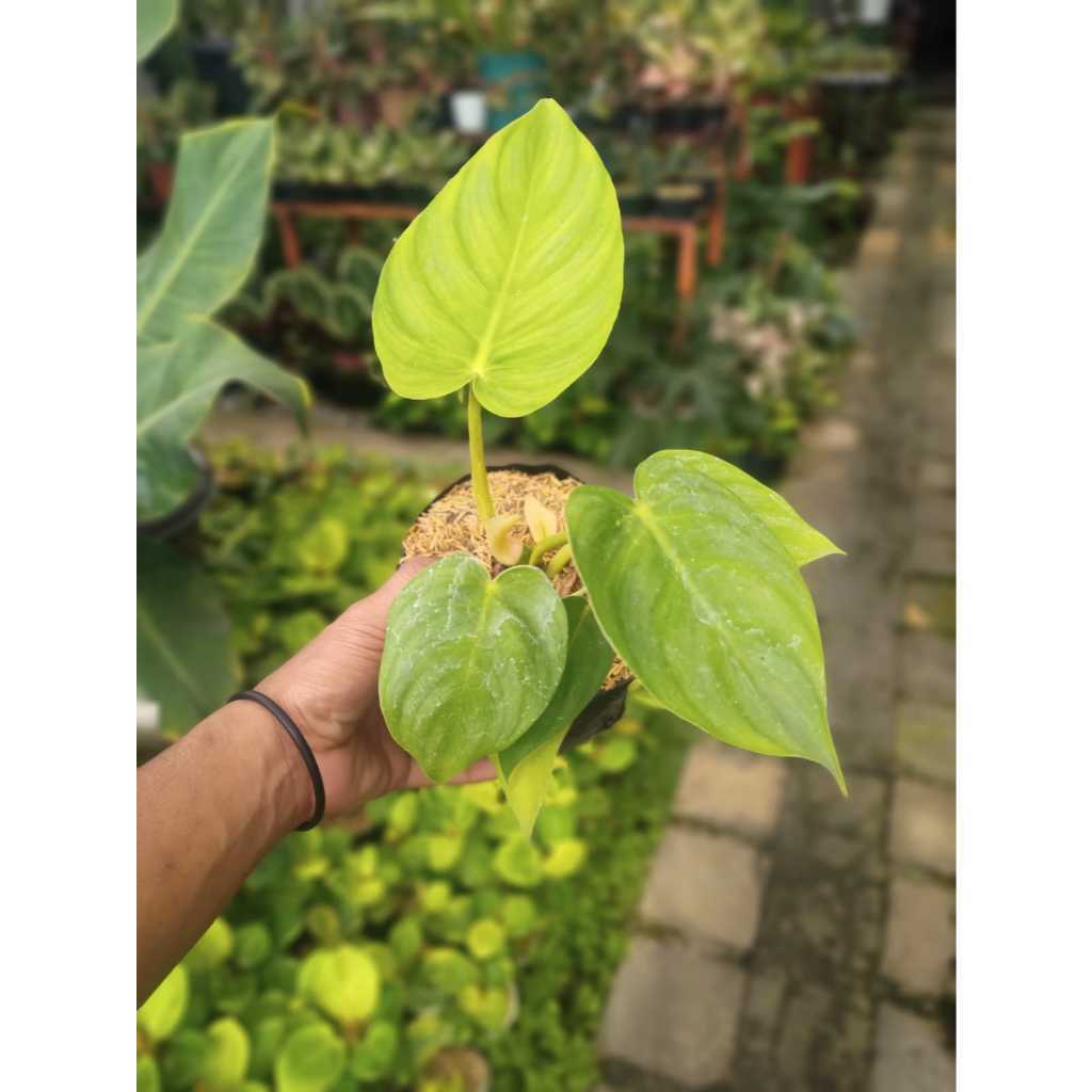 Philodendron Moonlight x Philodendron Plowmanii