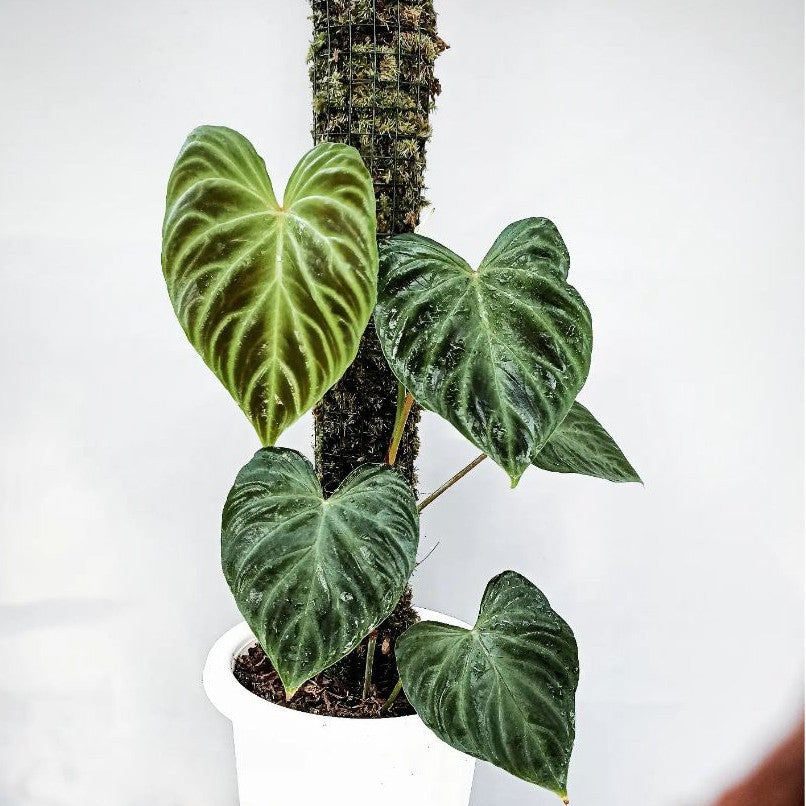 Philodendron Verrucosum [fresh cutting]