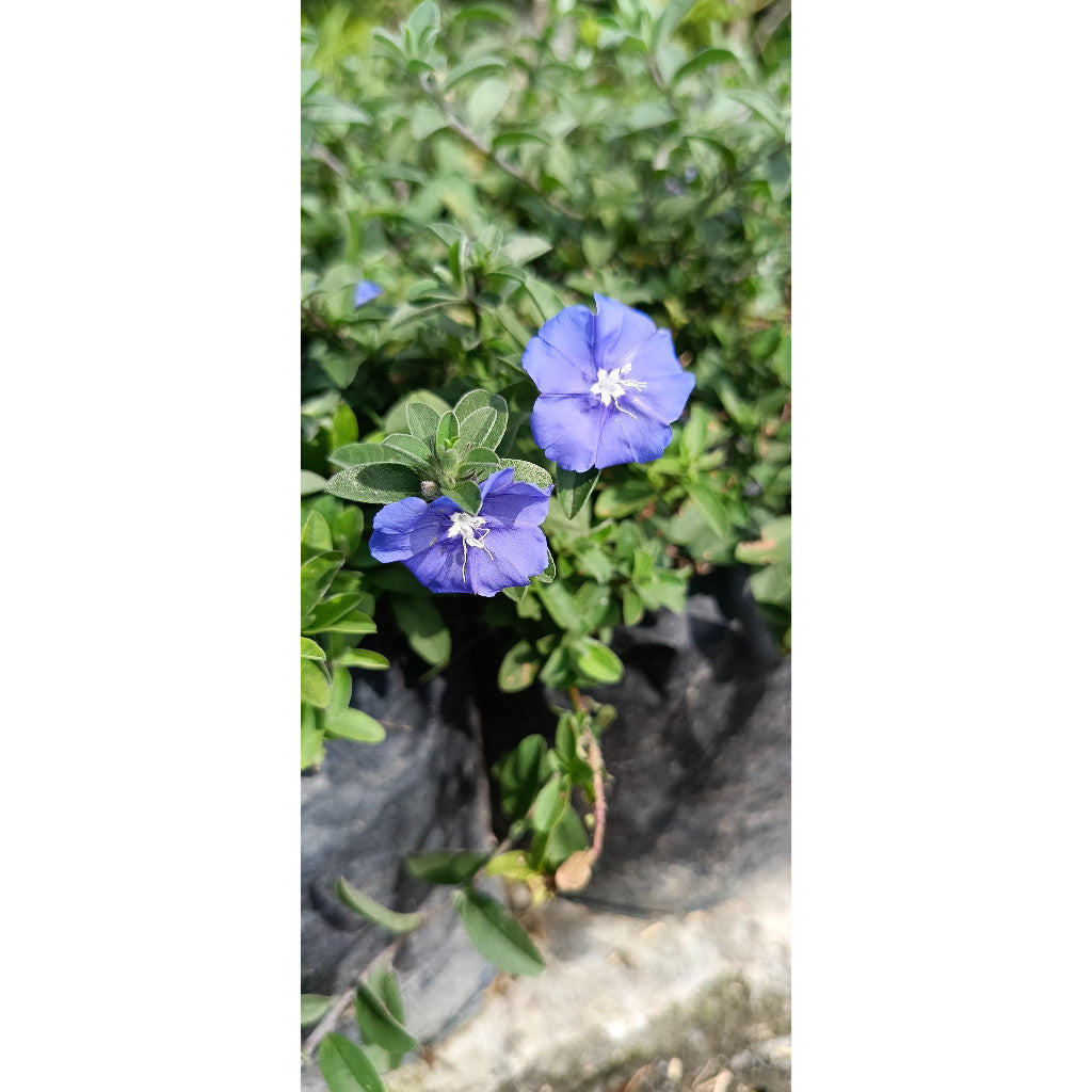 Baby Blue Plant - Easy & Fragrant Indoor Plant