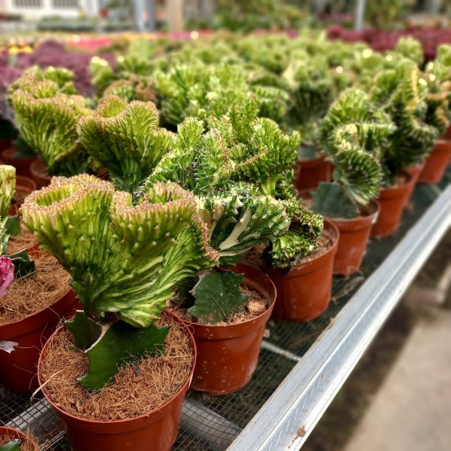 Yellow Euphorbia Lactea