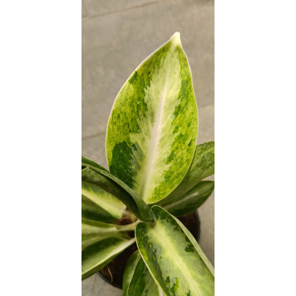Aglaonema Green Ball - Easy Care Indoor Plant for Home Decor