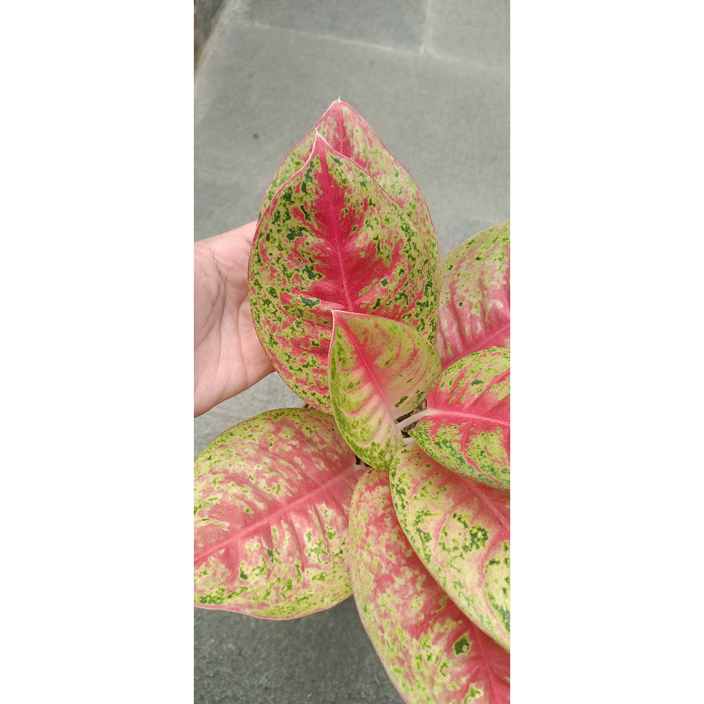 aglaonema legacy mangkok Aglaonema Mahasety