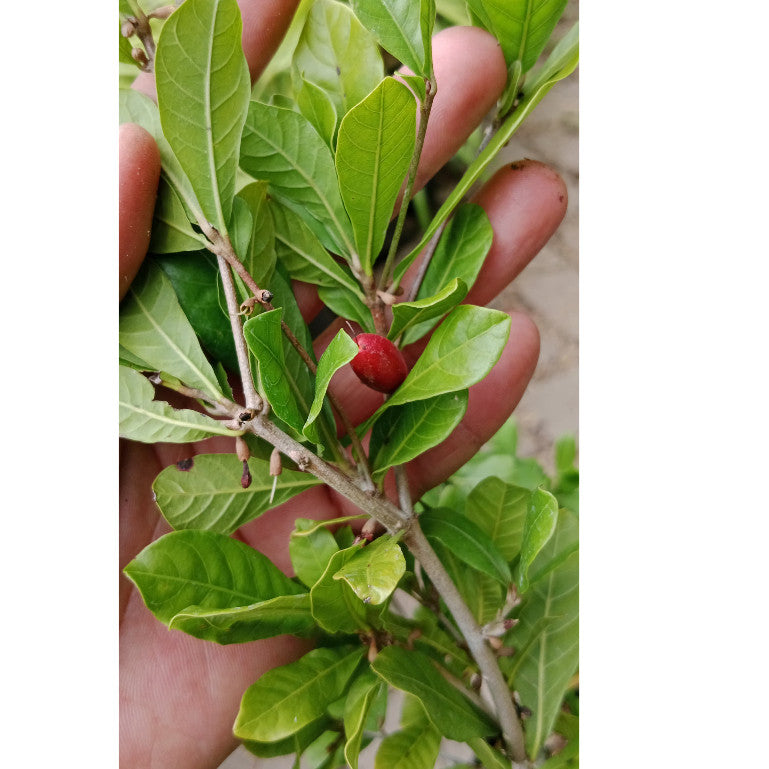 Miracle Fruit (Synsepalum dulcificum) - Sweeten Your Taste Naturally!