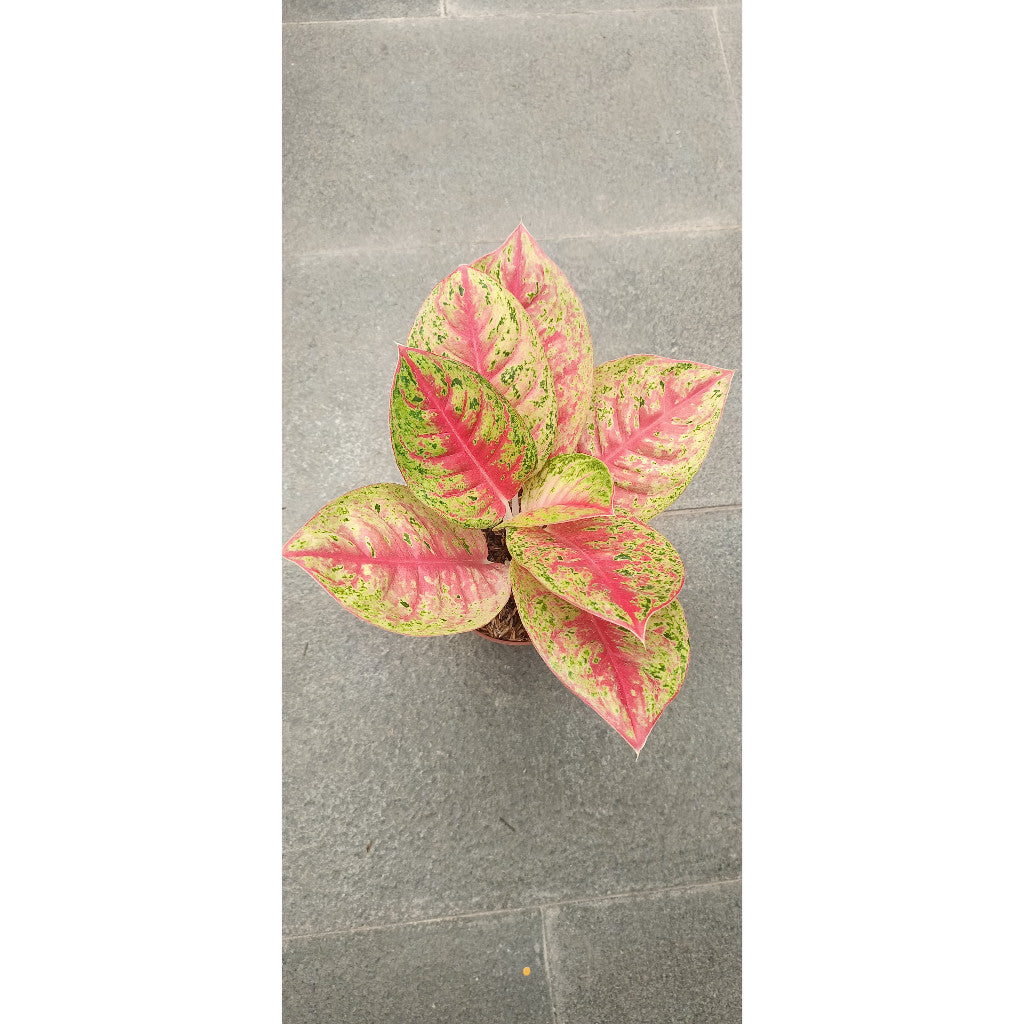 Aglaonema Mahasety - Stunning Indoor Plant for Elegant Spaces