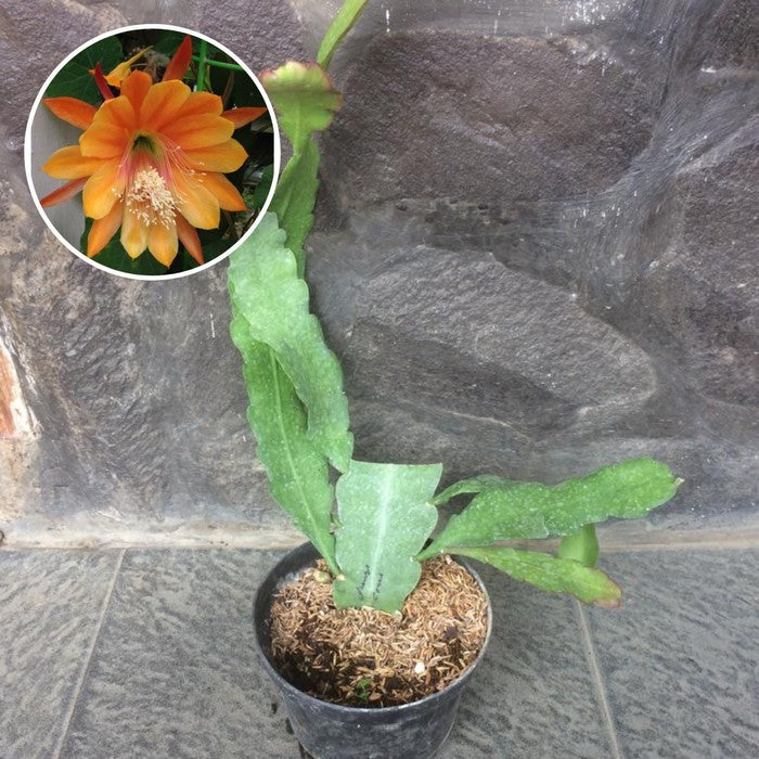 Graceful Epiphyllum Anguliger - Unleash Nature's Elegance in Your Home