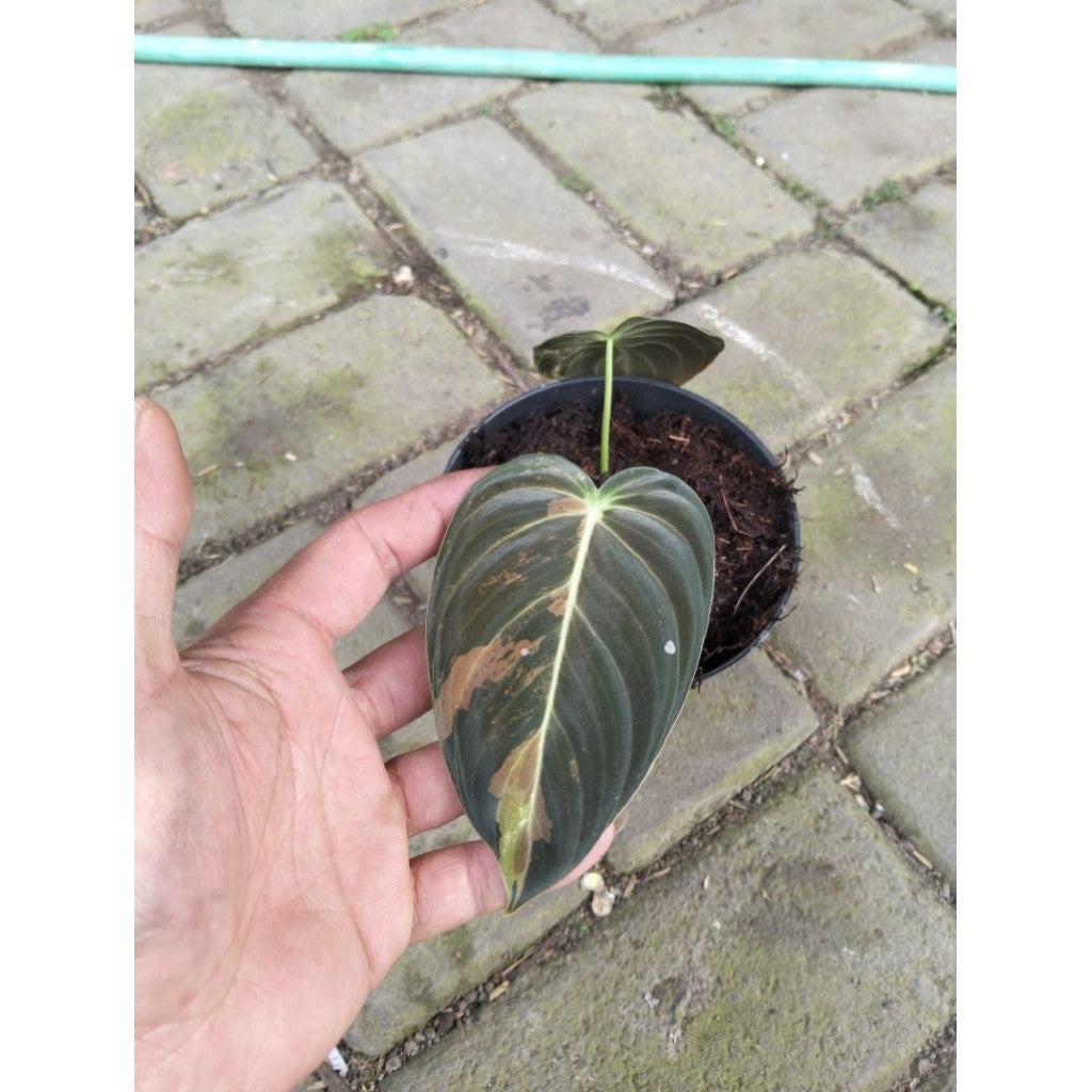 Philodendron Melanochrysum Variegated – Rare Velvet Leaf Plant | Elegant Indoor Foliage