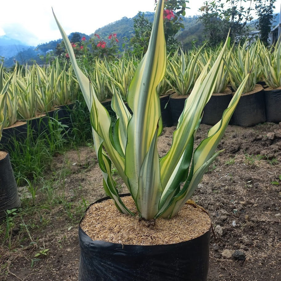 Furcraea Foetida 'Striata', Giant False Agave