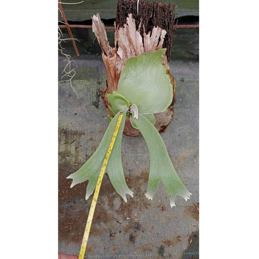 Elevate Your Space: Platycerium Willinckii – A Majestic Fern for Your Indoor Haven!