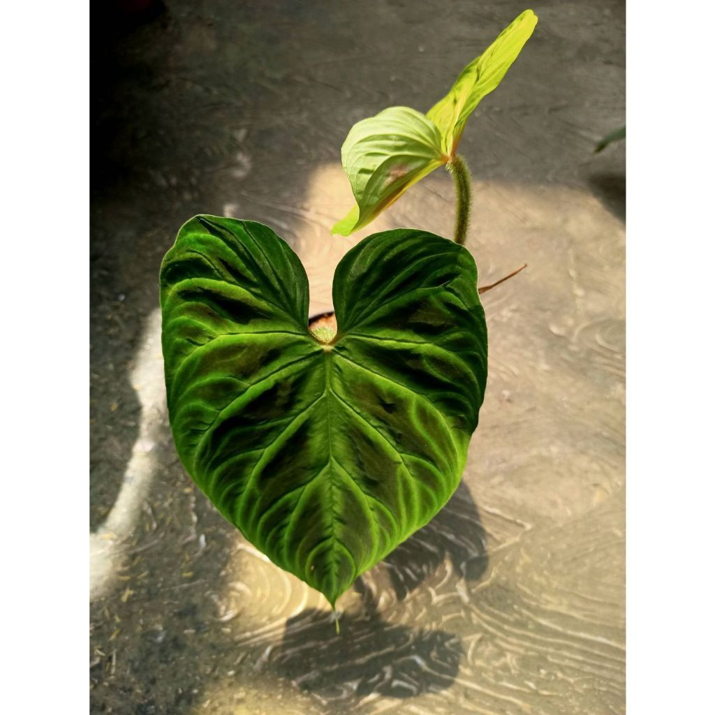 Philodendron Verrucosum [fresh cutting]