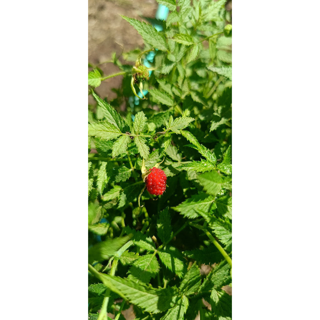 Mini Raspberry Plant – Rubus idaeus – Sweet & Easy to Grow