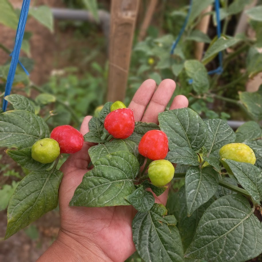 Habanero Pepper, Bonnet Pepper, Datil Pepper, Piri-Piri Pepper, Squash Pepper, 黄灯笼辣椒