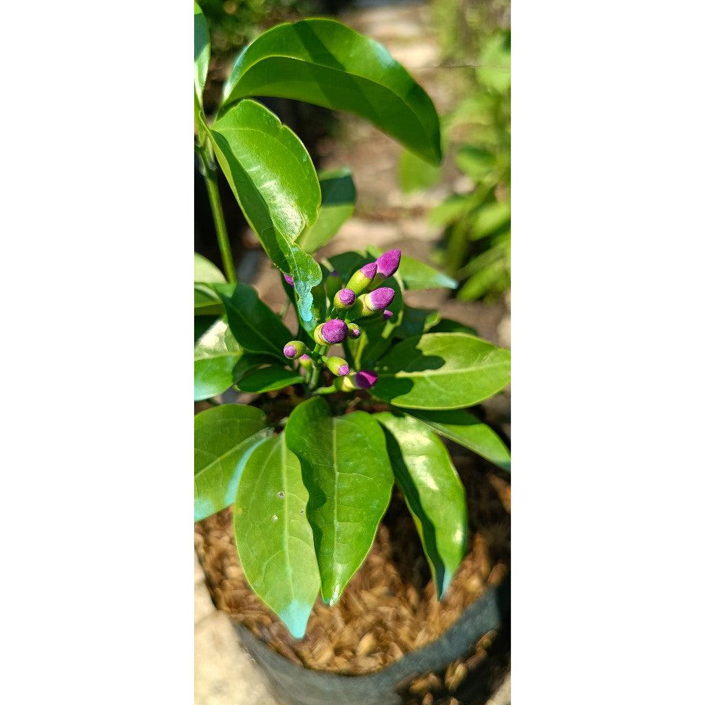 Garlic Vine Plant (Mansoa alliacea) - for Lush Gardens and Aromatic Landscapes