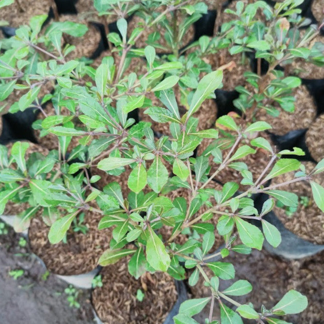 Terminalia Mantaly H. Perrier, Madagascar Almond, Umbrella Tree, 小叶欖仁