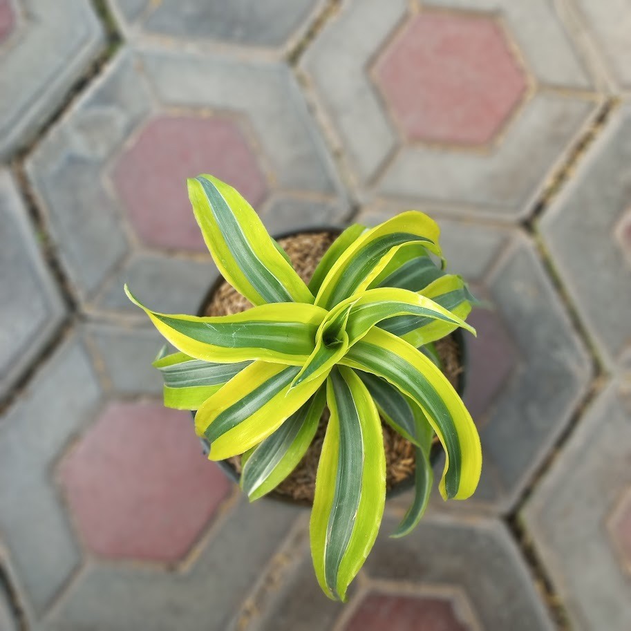 Dracaena Fragrans Lemon Lime
