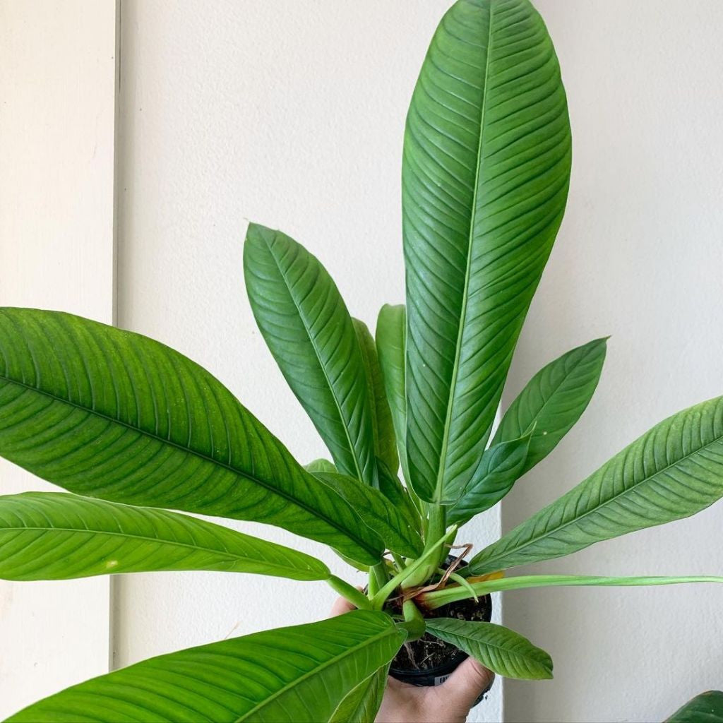 Philodendron Lynette