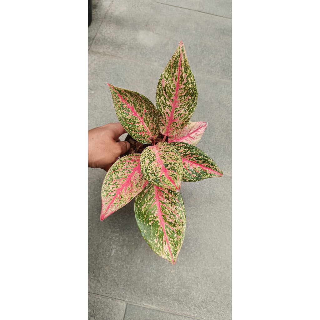 Aglaonema Tiara – Beautiful Indoor Plant with Vibrant Green and Pink Leaves