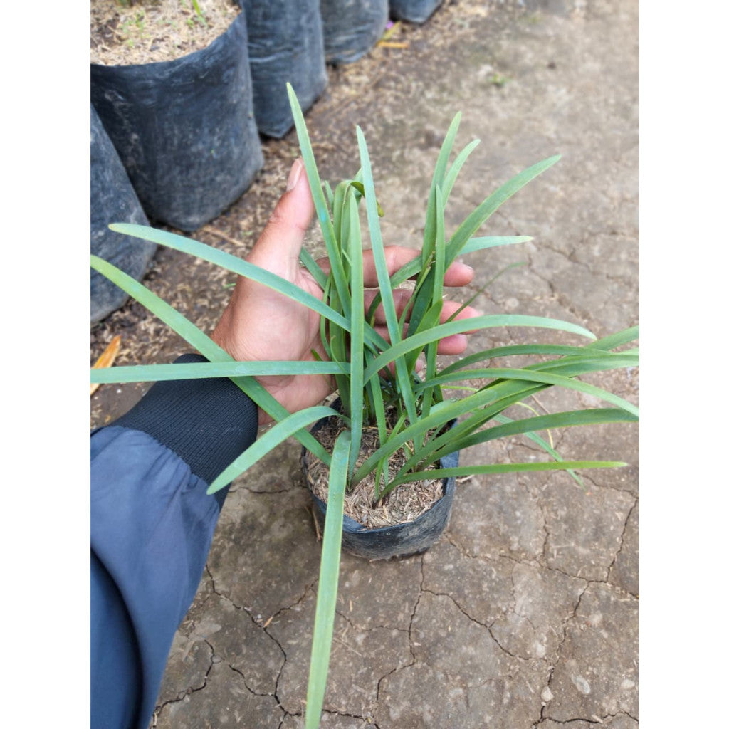 Zephyranthes Rosea – Charming Pink Rain Lily for Your Garden