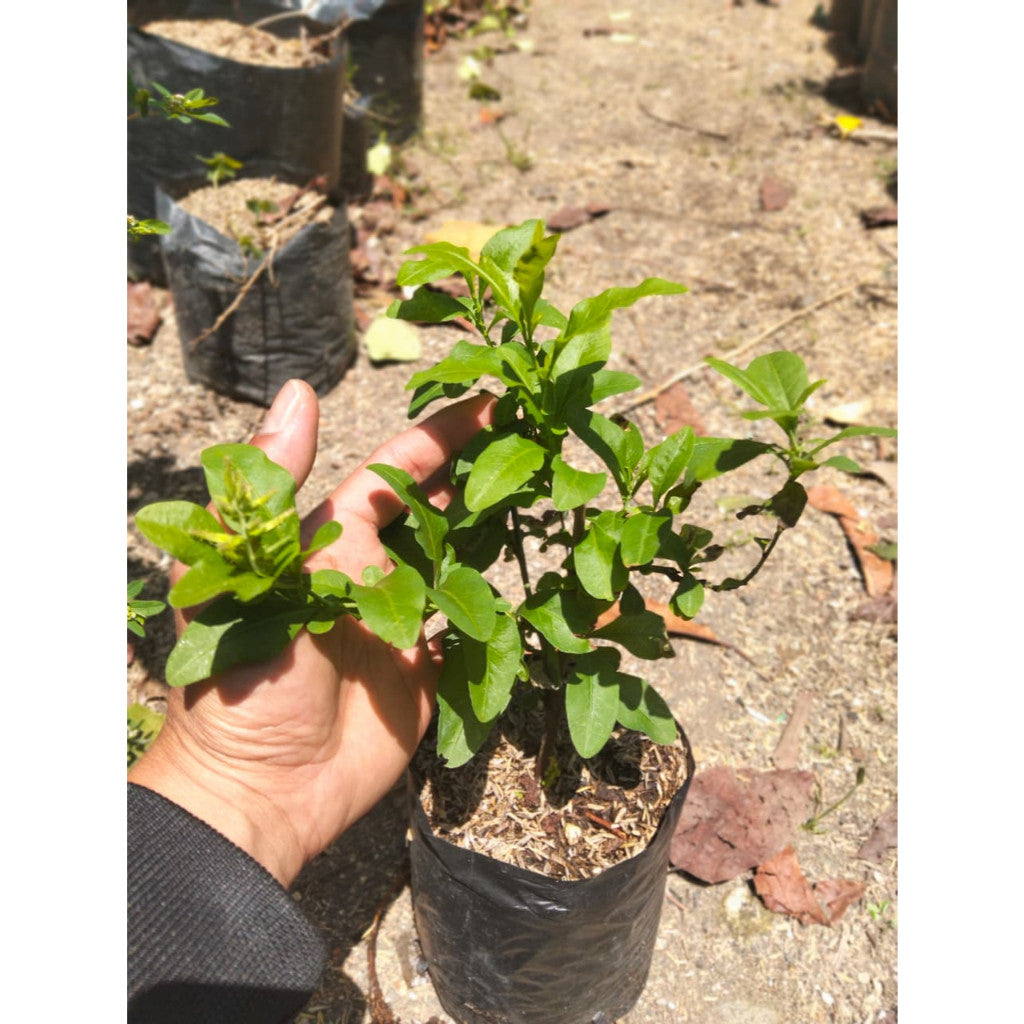 Blue Plumbago (Plumbago auriculata) – Easy-Growing Flowering Plant for Home & Garden Decoration
