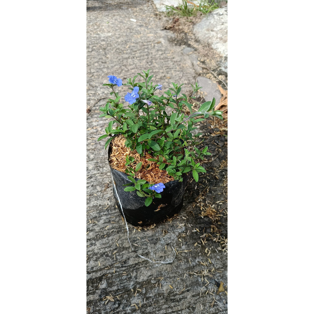 Baby Blue Plant - Easy & Fragrant Indoor Plant