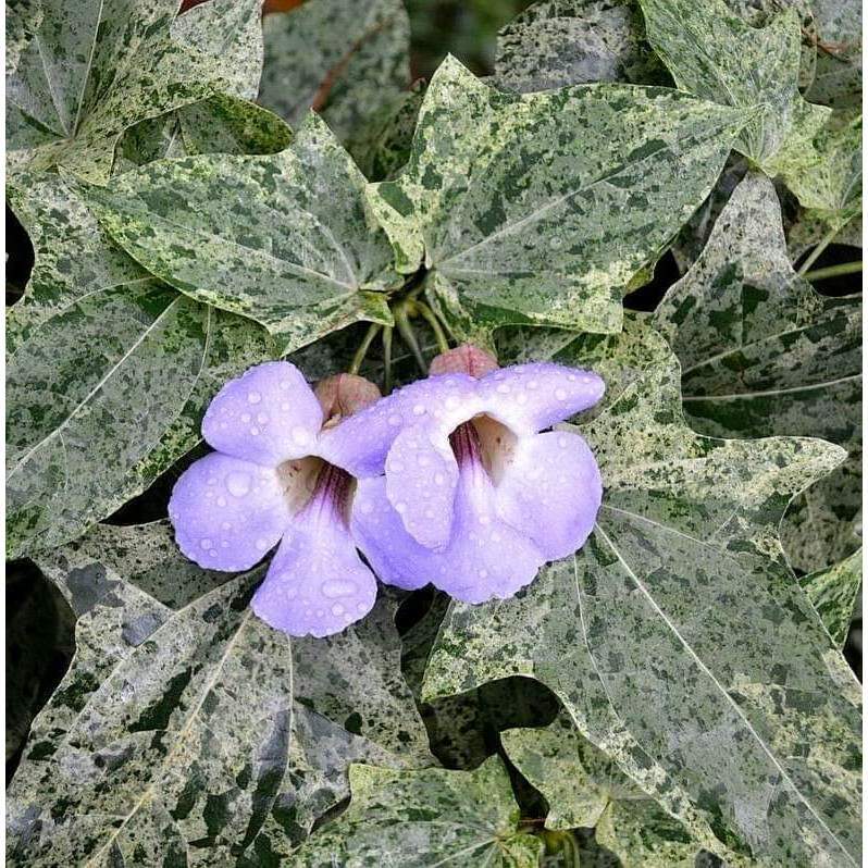 Thunbergia Grandiflora Variegated – Stunning Variegated Sky Flower for Your Home Garden