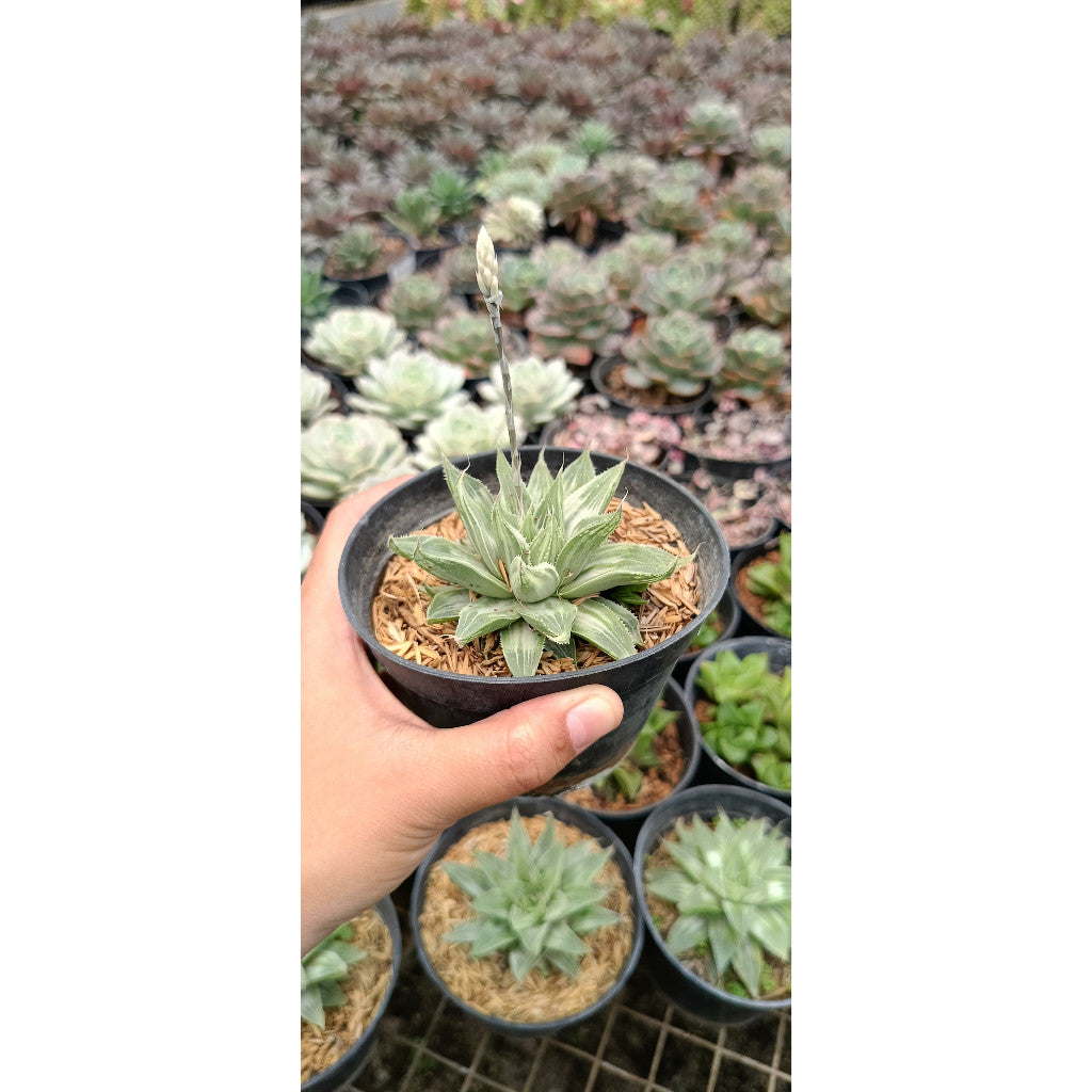 Haworthia Magnifica Variegated – Stunning Succulent for Your Collection