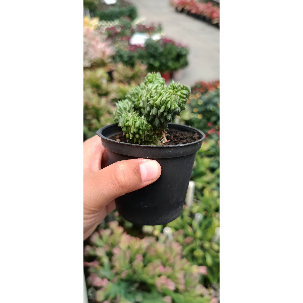 Euphorbia Enopla – Unique and Resilient Cactus-like Plant for Your Collection