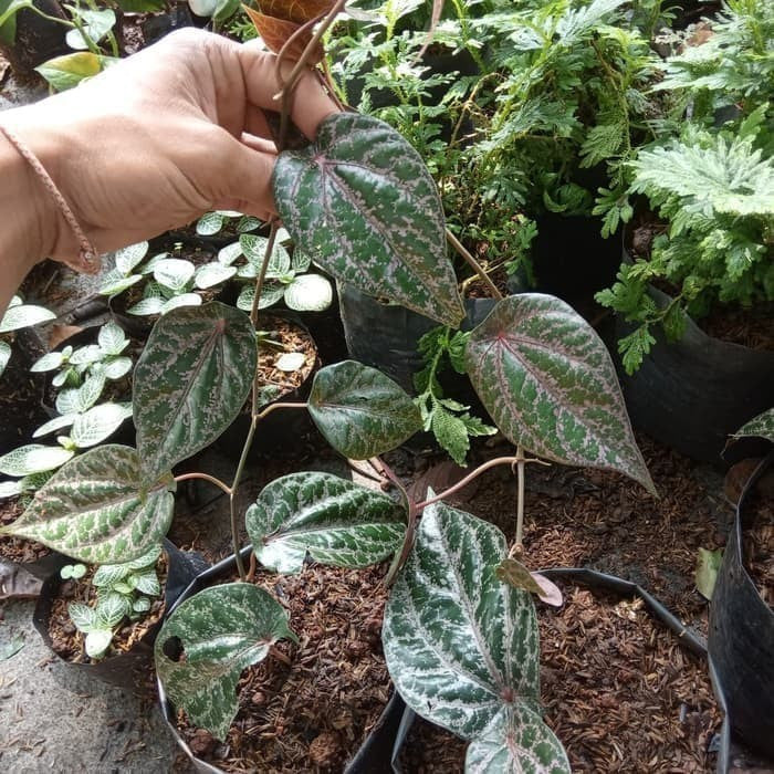 Elevate Your Green Sanctuary with Piper Crocatum - The Exquisite Leafy Wonder!