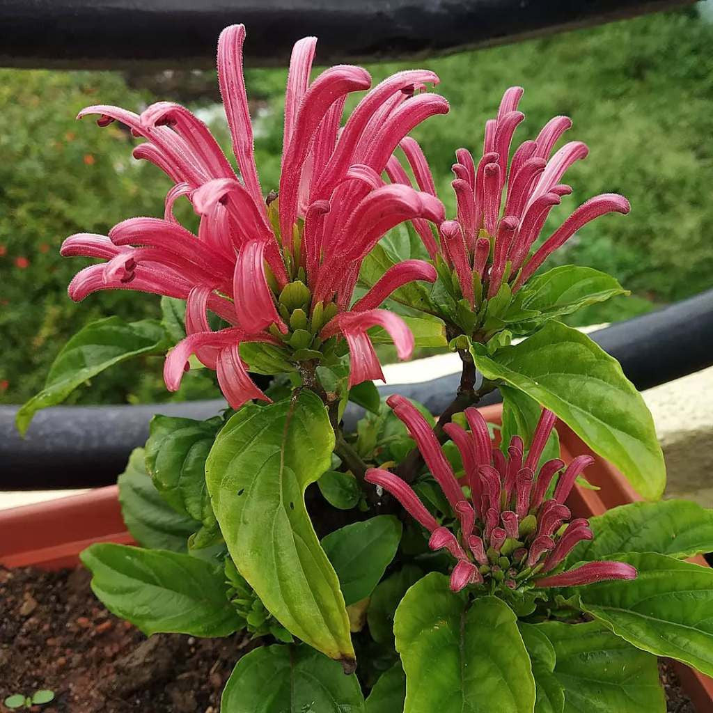 Justicia Carnea, Brazilian Plume, Plume Flower, Plume Plant, Flamingo Plant, Paradise Plant, King's Crown