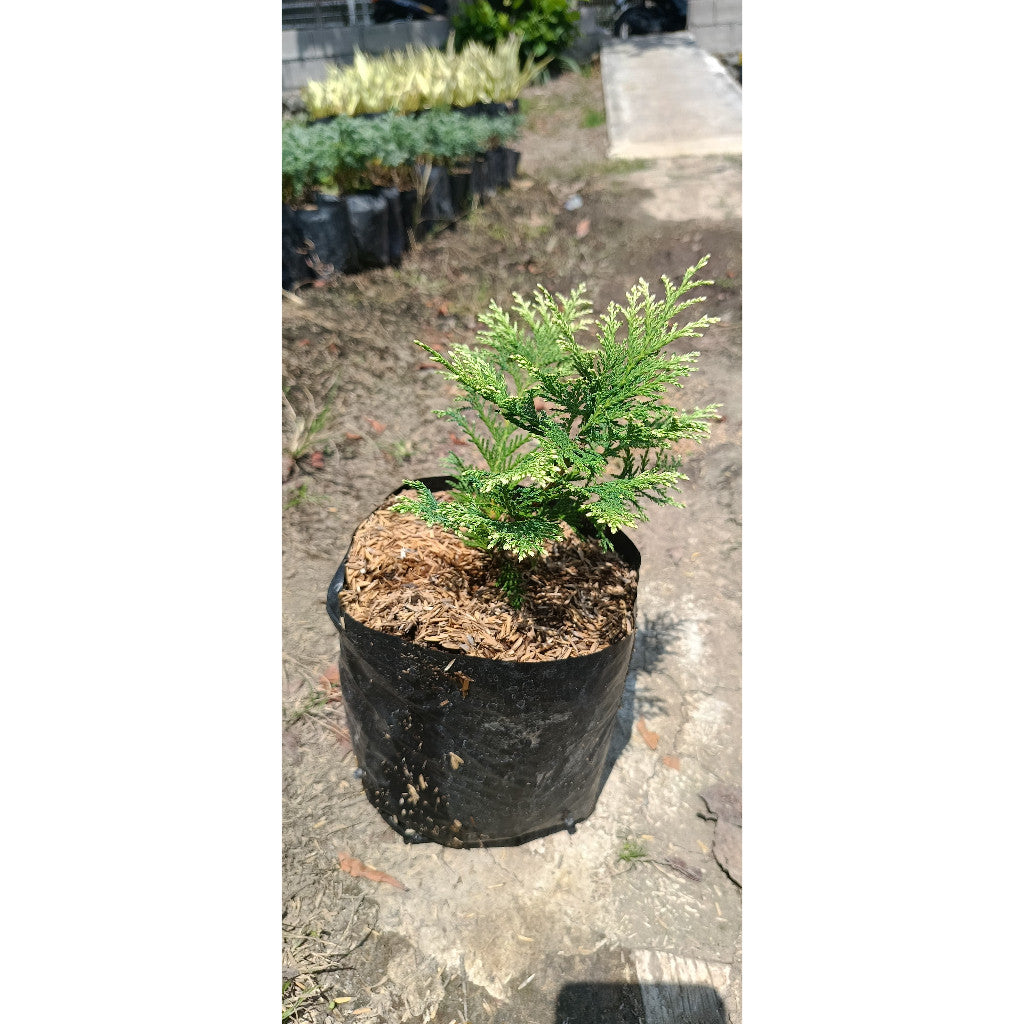 Lawson Cypress (Chamaecyparis lawsoniana) - Elegant Evergreen for Your Garden