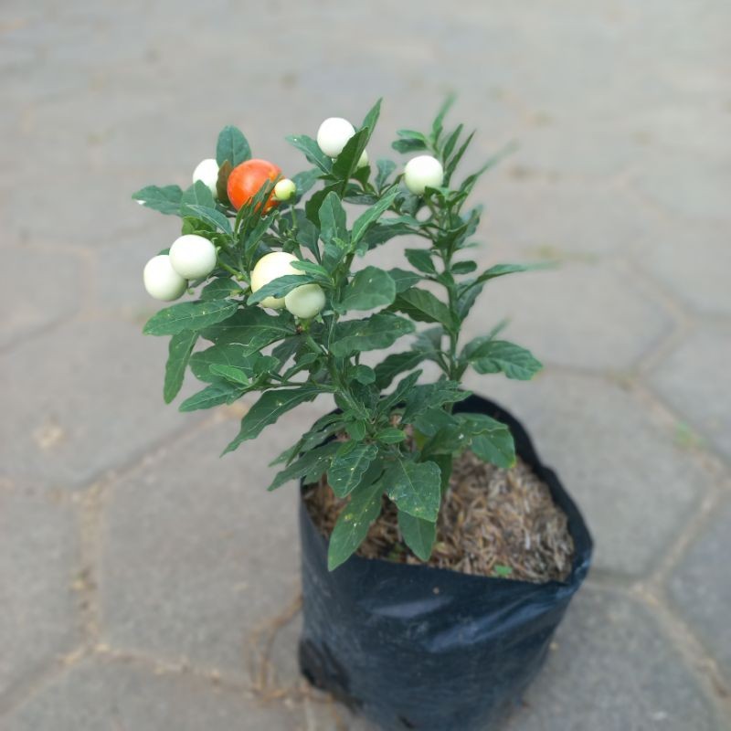 Solanum Pseudocapsicum, Jerusalem Cherry, Madeira Winter Cherry, 珊瑚樱, 玉珊瑚