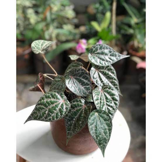 Elevate Your Green Sanctuary with Piper Crocatum - The Exquisite Leafy Wonder!