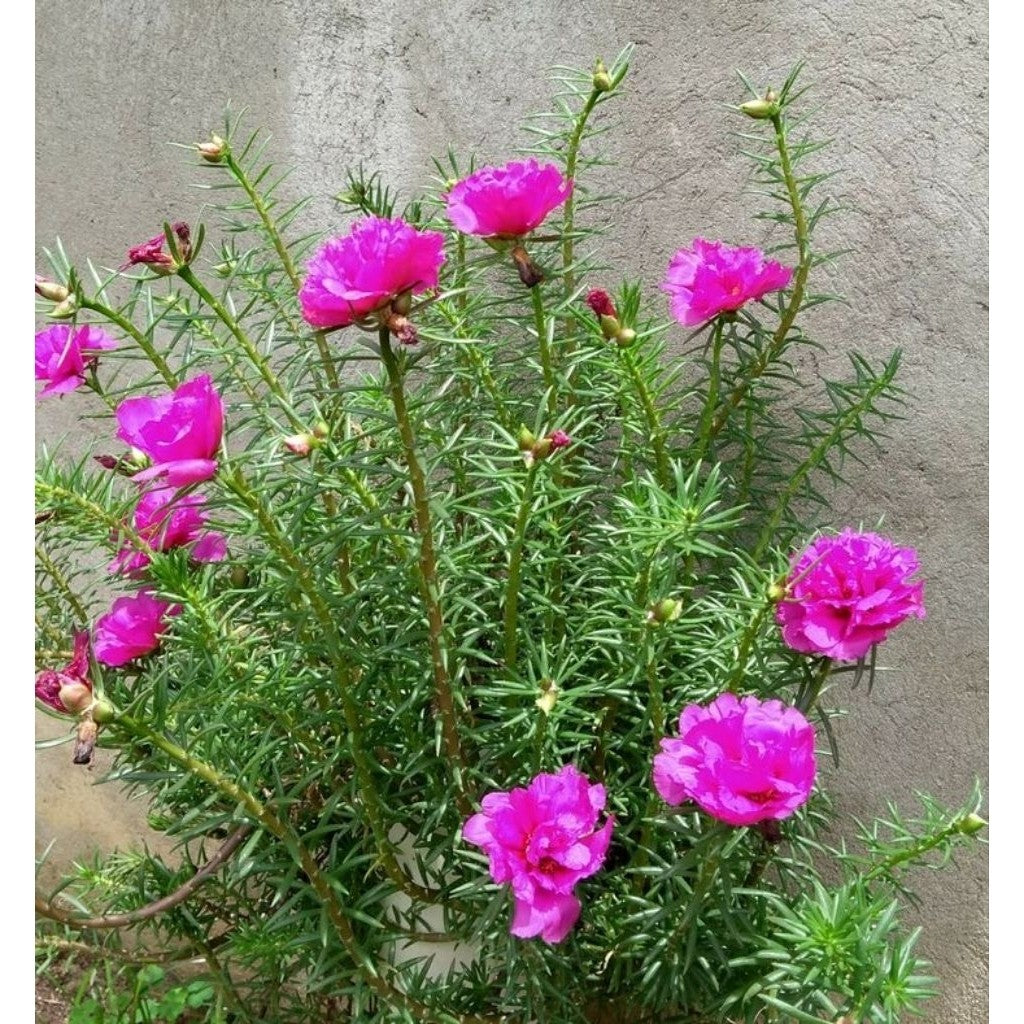 Portulaca Grandiflora Plant – Moss Rose Flower | Colorful Sun-Loving Ornamental