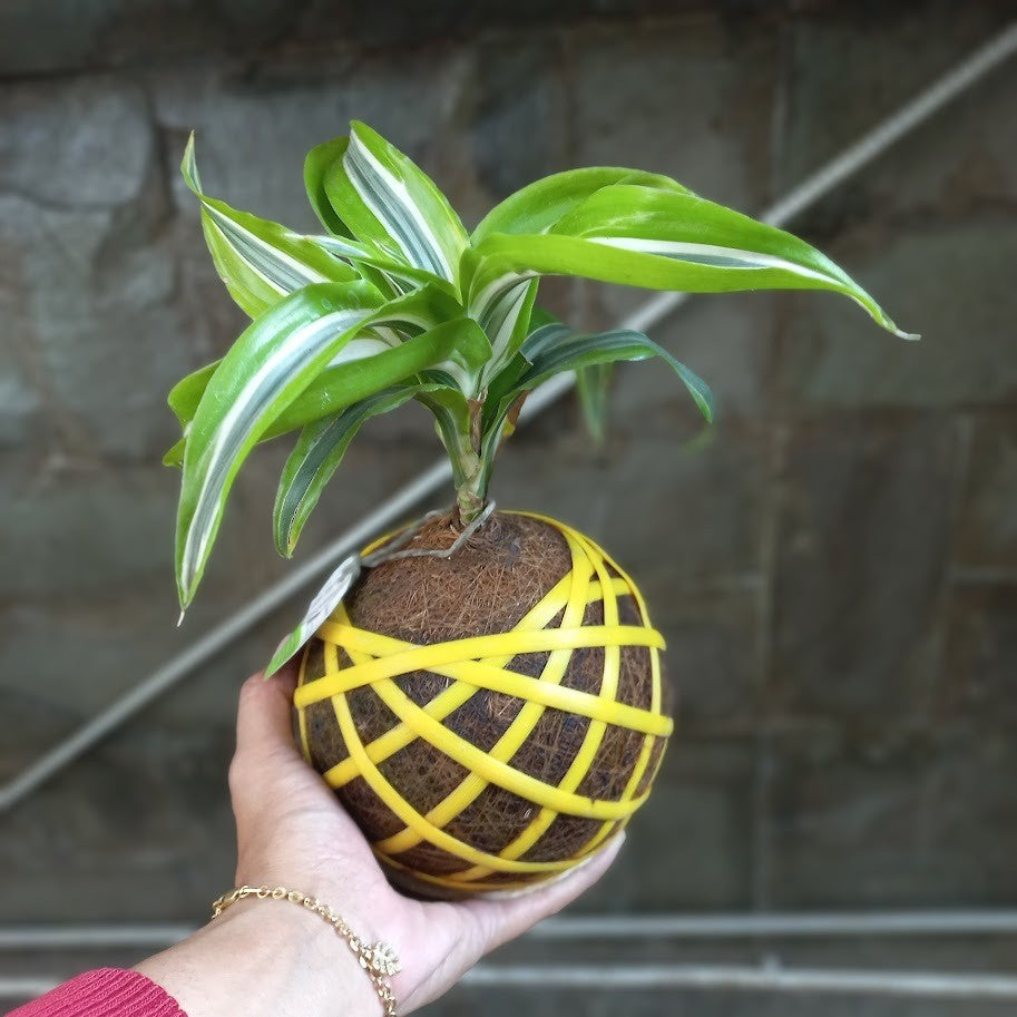 Dracaena Lemon Lime Kokedama: Vibrant Indoor Greenery – A Stylish Garden Accent