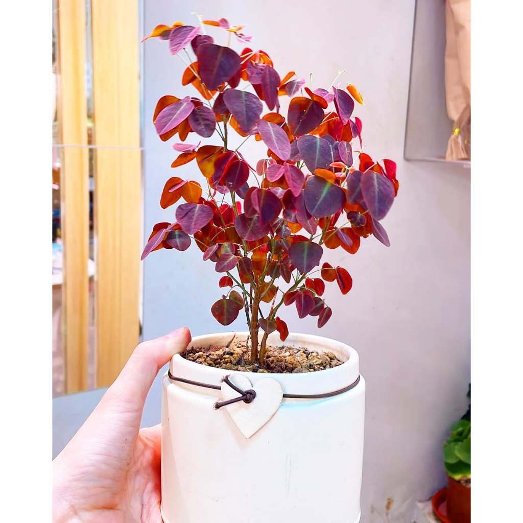 Mini Oxalis hedysaroides, Fire Fern