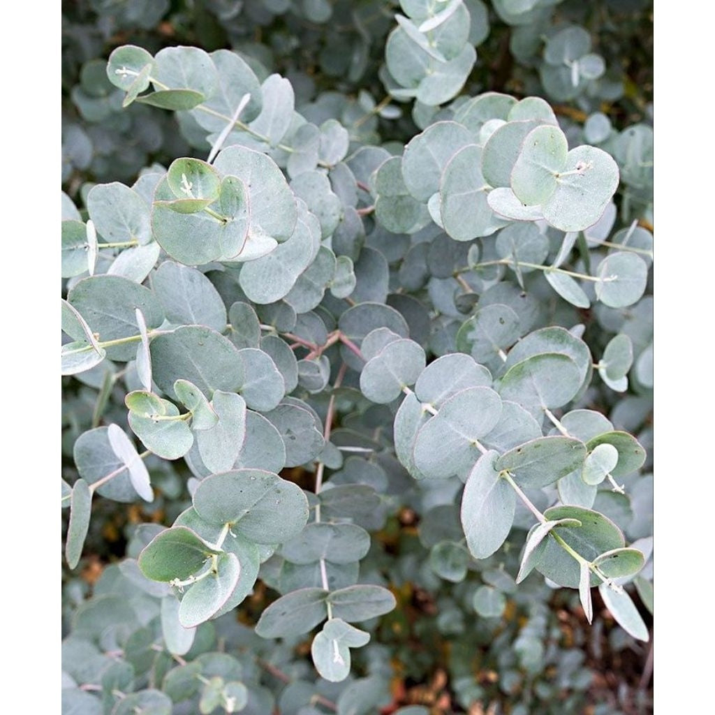Eucalyptus Gunnii – Silver Dollar Plant | Eucalyptus gunnii Live Plant | Fragrant & Air-Purifying