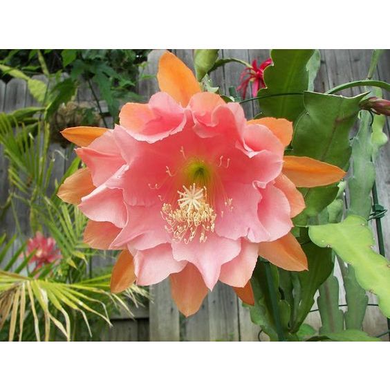Graceful Epiphyllum Anguliger - Unleash Nature's Elegance in Your Home