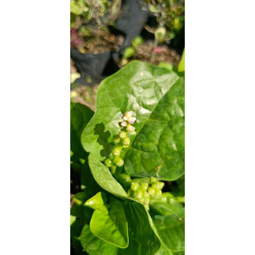 Green Binahong Plant – Anredera cordifolia | Fast-Growing Herbal Plant for Health