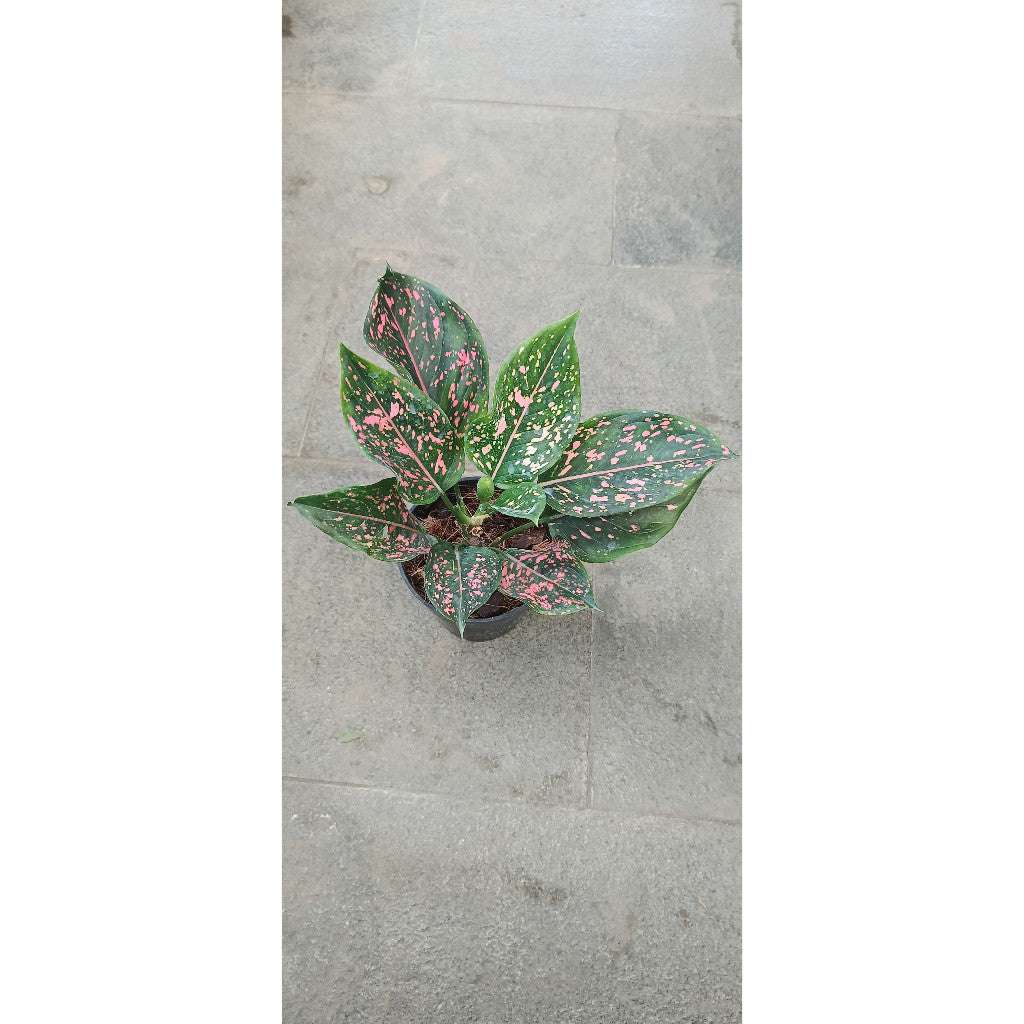 Aglaonema Pink Dalmatian – Stunning Pink Foliage for Indoor Elegance