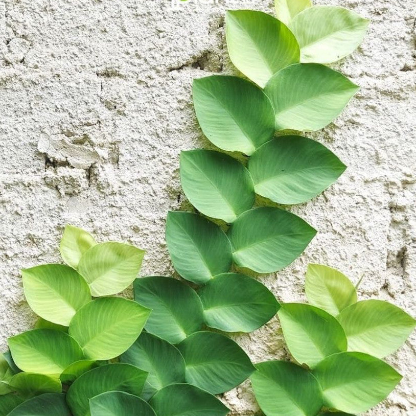 Ficus Pumila, Creeping Rubberplant, Ara Jalar, 薜荔, Climbing Dolar