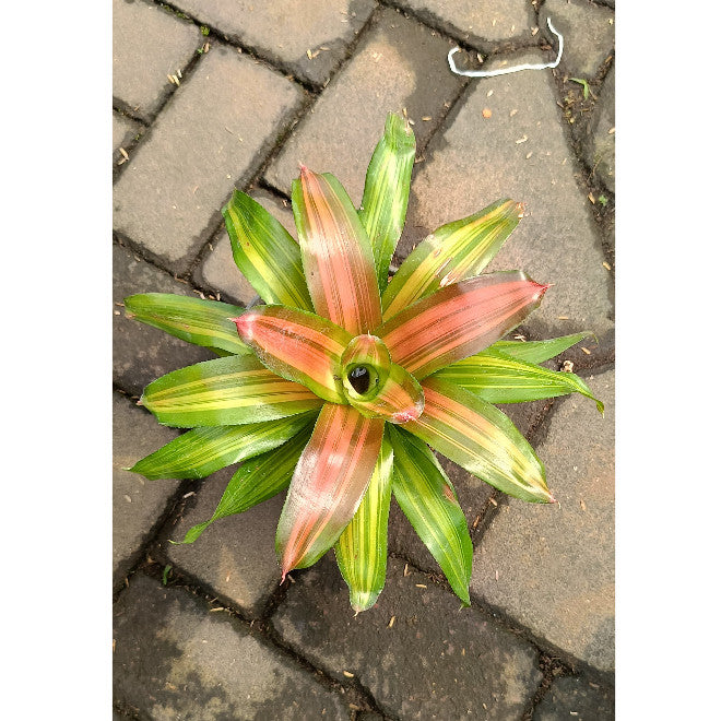 Bromelia Orange Crush – Vibrant Ornamental Plant | Aechmea blanchetiana