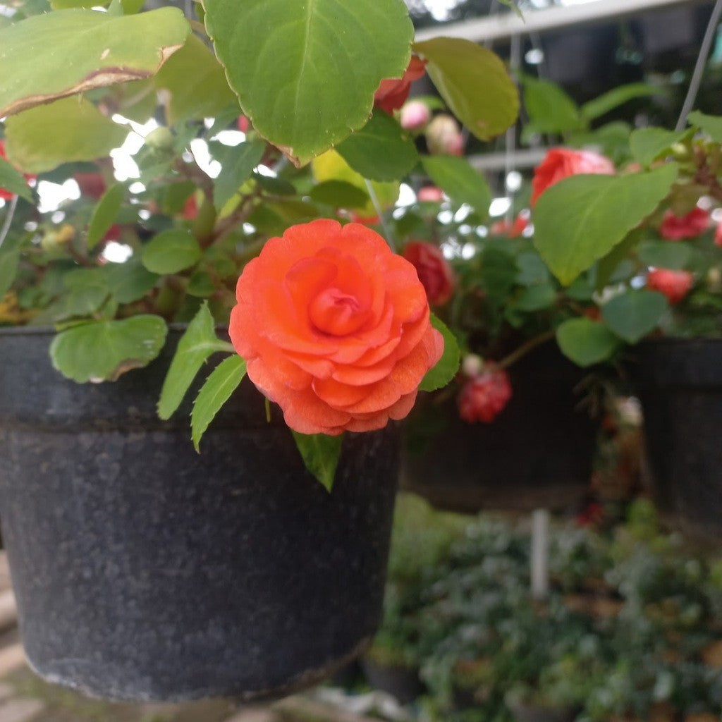 Double Petal Impatiens